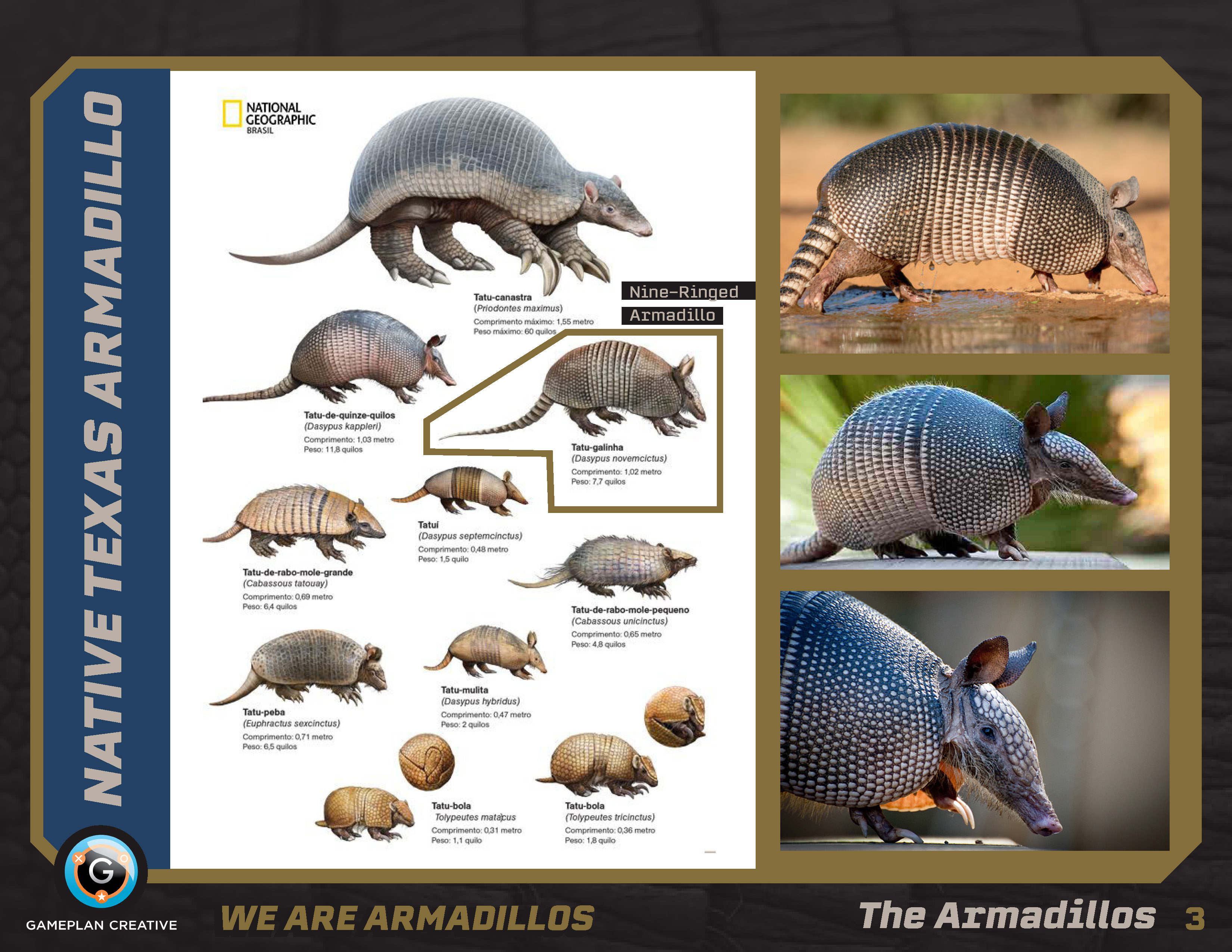 Armadillo United Lookbook