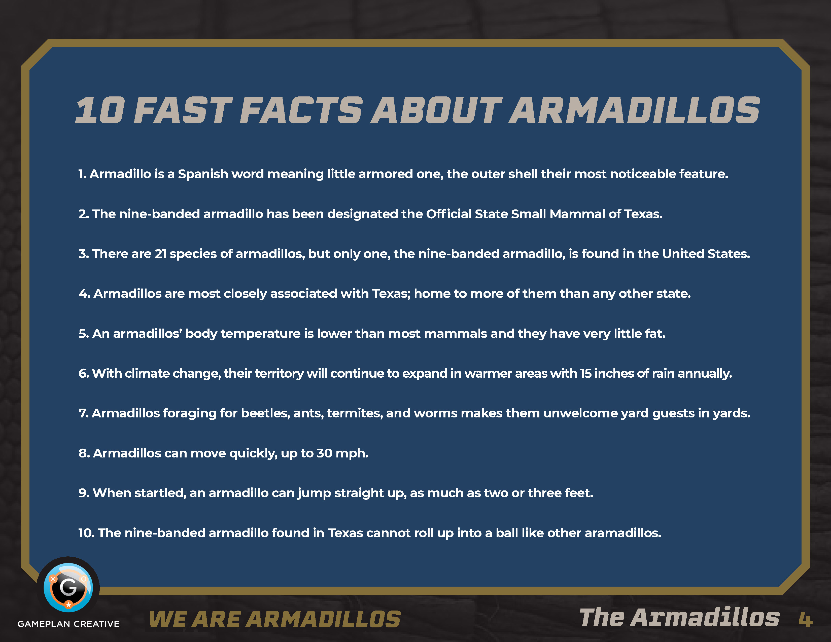 Armadillo United Lookbook